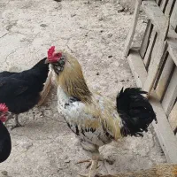 مرغ و خروس محلی