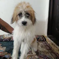 سگ بازیگوش