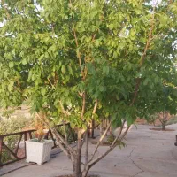 باغ-ثمری-7000متری