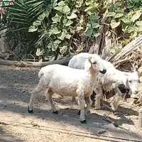 دوتا بره نر فروشی