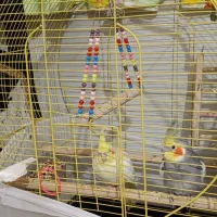 یک جفت عروس هلندی