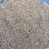 گندم پیشگام