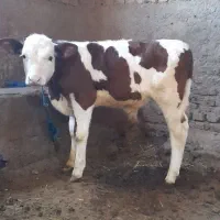 گاو جوان شیری|حیوانات مزرعه|سراب, |دیوار