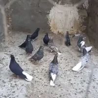 سرور دم سفید اینم عکس جوجه هاشون بدون ایراد|پرنده|هریس, |دیوار