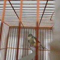 قناری جوجه ۹ماه|پرنده|سمنان, |دیوار