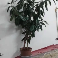 درخت فیلکوس