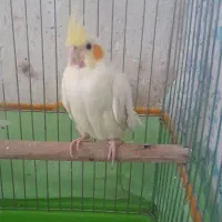 عروس هلندی فروشی|پرنده|سمنان, |دیوار