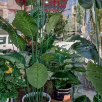 گلدان بزرگ ویک متری برگ برگ انجیری