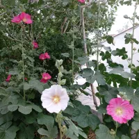 اجاره منزل ویلایی صفاری