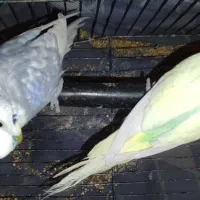 فنچ مرغ  ع ش ق|پرنده|صدرا-فارس, فاز ۲|دیوار