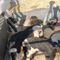 کهره بره شیری|حیوانات مزرعه|شیراز, کوشک بیدک|دیوار