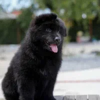 سگ ژرمن شولاین حرفه ای و گارد دوبرمن