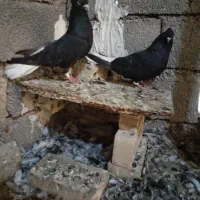 کفتر. جفت اشعل