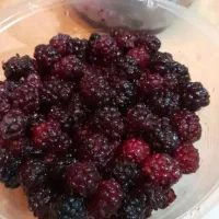 شاتوت