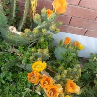 اجاره سوییت در بوم‌گردی ترمه خاتون|اجارهٔ کوتاه‌مدت آپارتمان و سوئیت|باغ بهادران, |دیوار