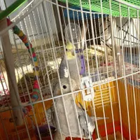 عروس هلندی نروماده جفت|پرنده|فولادشهر, B2|دیوار