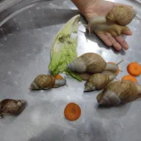 فروش حلزون