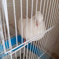 کبوترکاکلی خوشکل