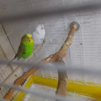 پرنده مرغ عشق