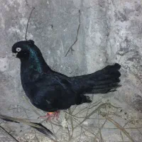 کبوتر شامی ابادانی درجه یک نر