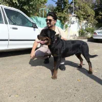 فروش سگ اصیل در مجموعه مجوزدار ایران|سگ|ملارد, |دیوار