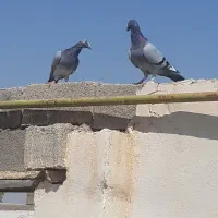 کفتر پلاکی برافروش|پرنده|شادگان, |دیوار