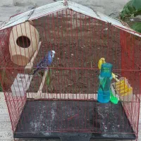 فروش یک جفت مرغ عشق آماده و سرحال|پرنده|میناب, |دیوار