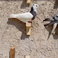 ماده سینه سیاه و طوقی|پرنده|مرودشت, پشت سایپا|دیوار