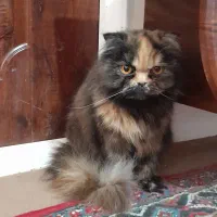 گربه پرشین کت دورنگ آماده جفت‌گیری