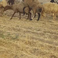 گوسفند داشتی|حیوانات مزرعه|اسفراین, |دیوار