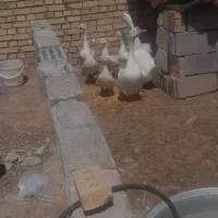 فروش غاز قو ومحلی|حیوانات مزرعه|بستان آباد, |دیوار