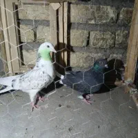 کبوتر پرشی|پرنده|جرقویه, |دیوار