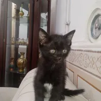 واگذاری گربه