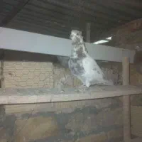 کفتر|پرنده|خمینی‌شهر, |دیوار