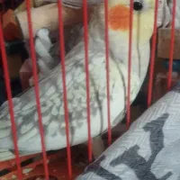 عروس هلندی|پرنده|دوتپه, |دیوار