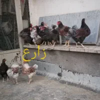جوجه و نیمچه مرغ و خروس نژاد ویاندوت اصل|حیوانات مزرعه|تهران, مهران (سیدخندان)|دیوار