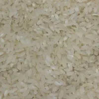 برنج چمپا میلاس