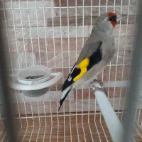 سهره کرمانی جرقه|پرنده|مشهد, شهید معقول|دیوار