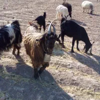 چپش شاخ انبری  دبرپازن بزکهره گیسه کولار