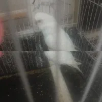 جفت. مرغ عشق