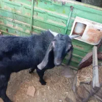 چپیش بز نر|حیوانات مزرعه|ابرکوه, |دیوار