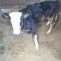 گوساله نر|حیوانات مزرعه|اسفرورین, |دیوار