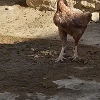 مرغوخروس لاری|پرنده|کبودرآهنگ, |دیوار