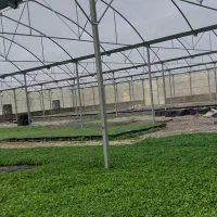 سازه.گلخانه.۱۲۰۰۰متر|عمده‌فروشی|گلبهار, شهر جدید گلبهار|دیوار