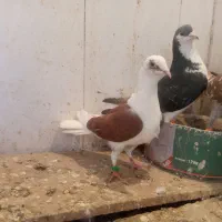 کبوتر رنگه ساده ومیلومنز ودوکت