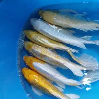 فروش ماهی قرمزکوی تایپ A