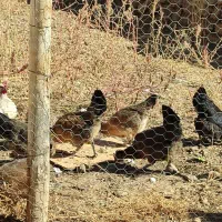 مرغ محلی سالم خوب با بهترین قیمت