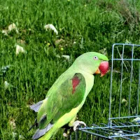 شاه طوطی ماده