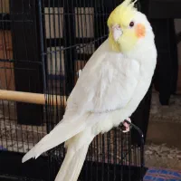 گمشده