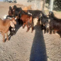 بزغاله گیسک